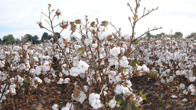 Cottonfield Song of the South