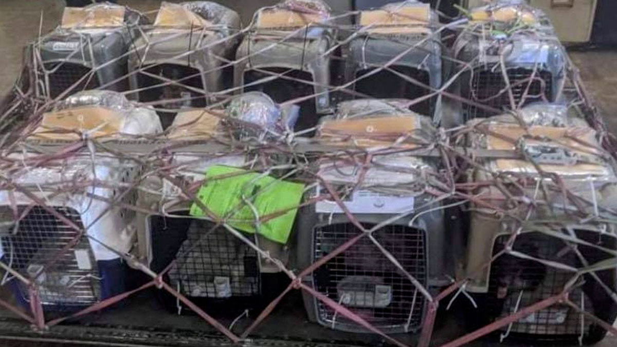 'Boonie dogs' find new homes in Puget Sound after 5,700mile odyssey