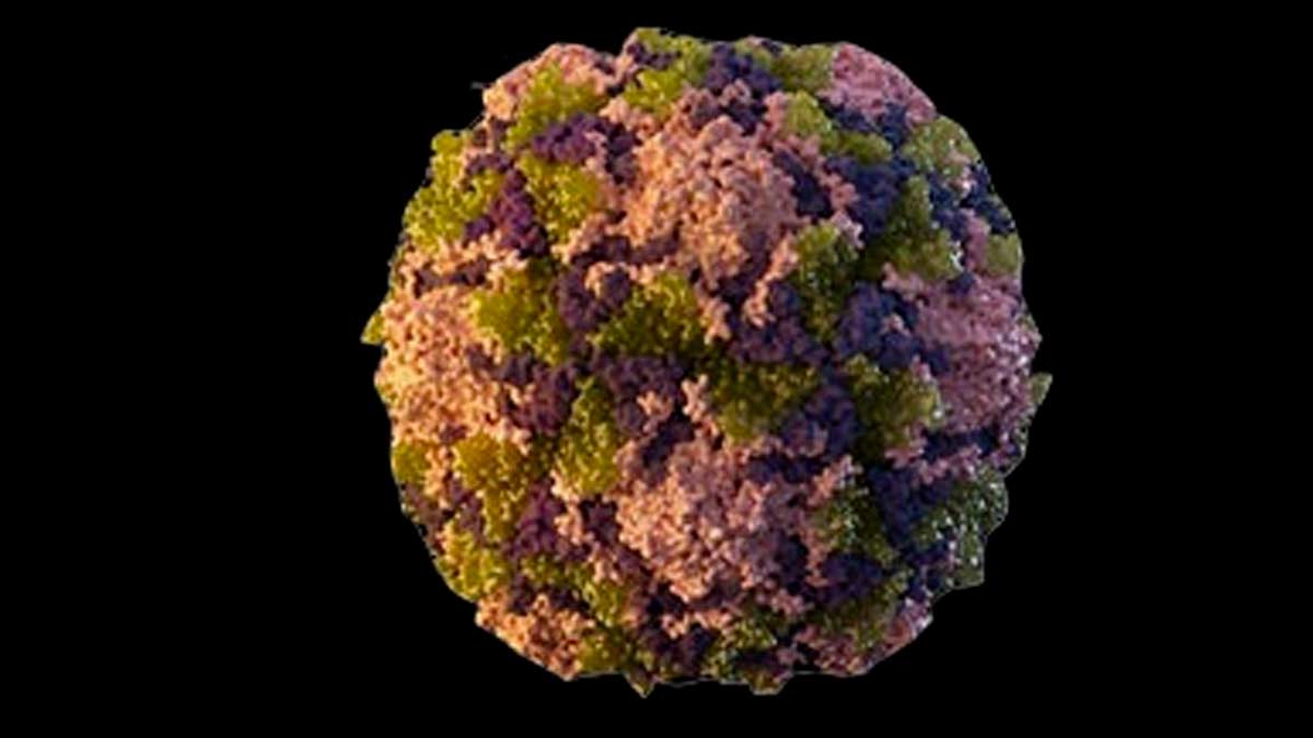 A color enhanced electron microscope picture of the poliovirus on a black background