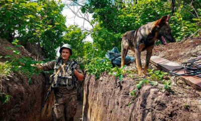 A Ukrainian soldier stands in a defensive trench. They are in a summer uniform, well equipped, and has his hand under one of the shoulder straps of his ballistic vest to take some weight off his shoulders. It is sunny and bright, with green trees. A German Shepard dog is on top of the trench - it looks happy but on the skinny side