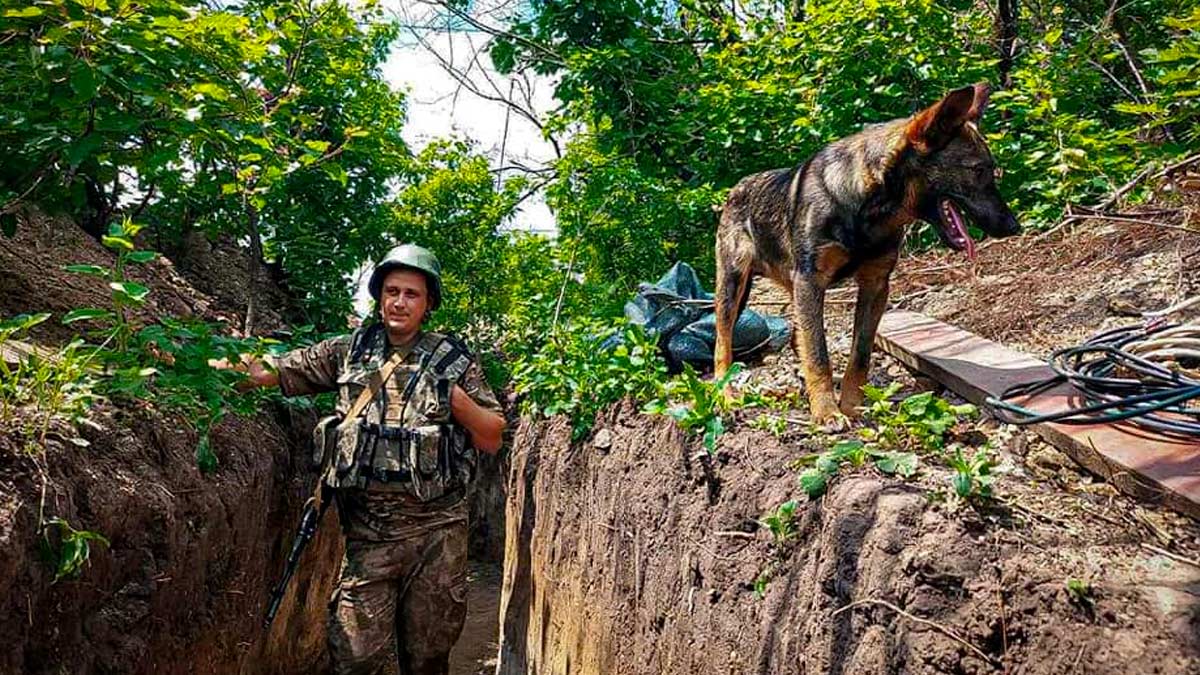 A Ukrainian soldier stands in a defensive trench. They are in a summer uniform, well equipped, and has his hand under one of the shoulder straps of his ballistic vest to take some weight off his shoulders. It is sunny and bright, with green trees. A German Shepard dog is on top of the trench - it looks happy but on the skinny side