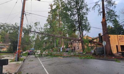 A tree blocks a road with damaged powerlines.