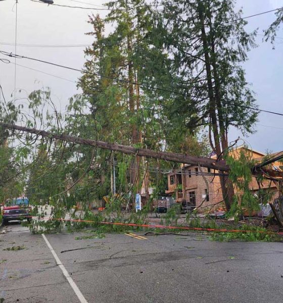 A tree blocks a road with damaged powerlines.