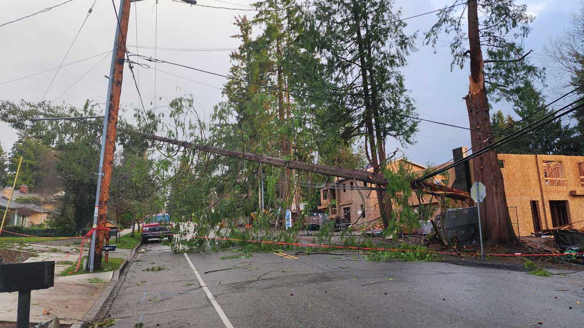 A tree blocks a road with damaged powerlines.