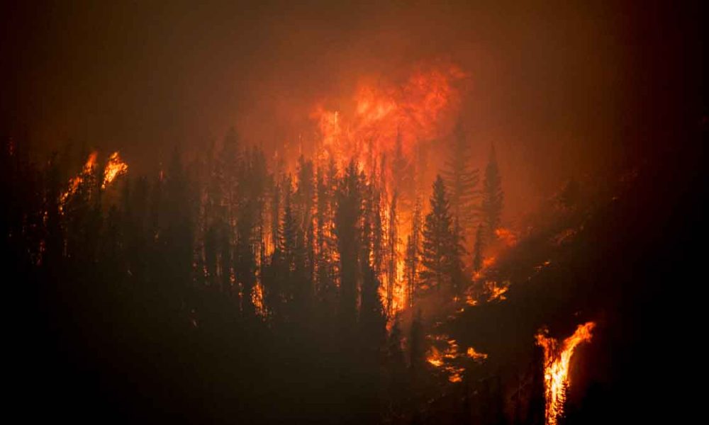 DHS Releases Bear Gulch Firefighter Arrested Last Month After Accusing ...